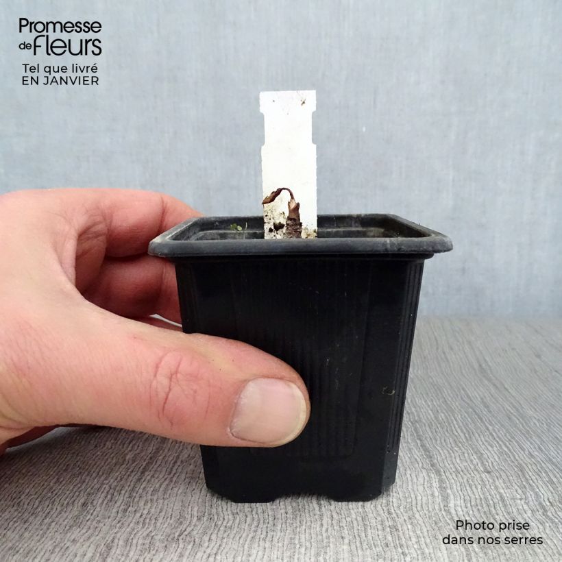 Spécimen de Eryngium maritimum - Panicaut maritime Godet de 8/9 cm tel que livré en hiver