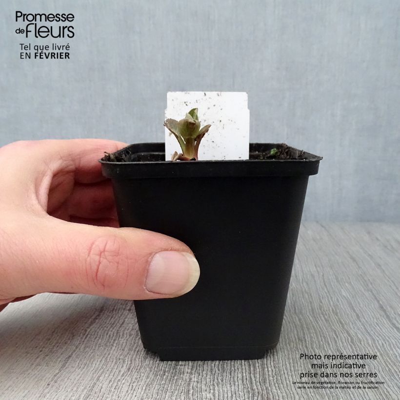 Spécimen de Eryngium planum Blauer Zwerg - Panicaut à feuilles planes Godet de 8/9 cm tel que livré en hiver