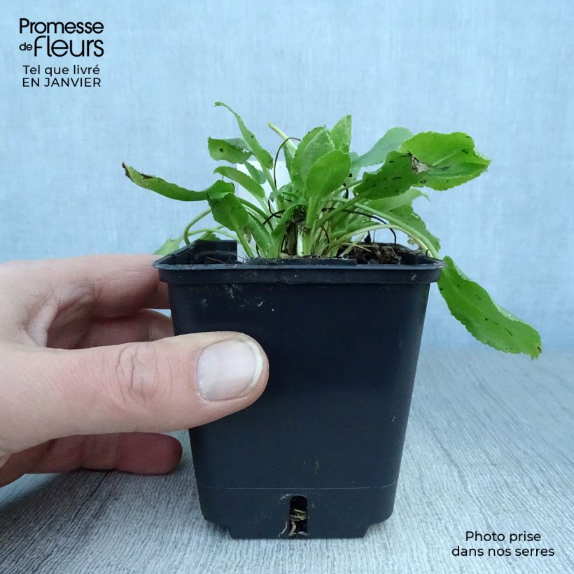 Spécimen de Eryngium planum Blue Hobbit Godet de 8/9 cm tel que livré en hiver