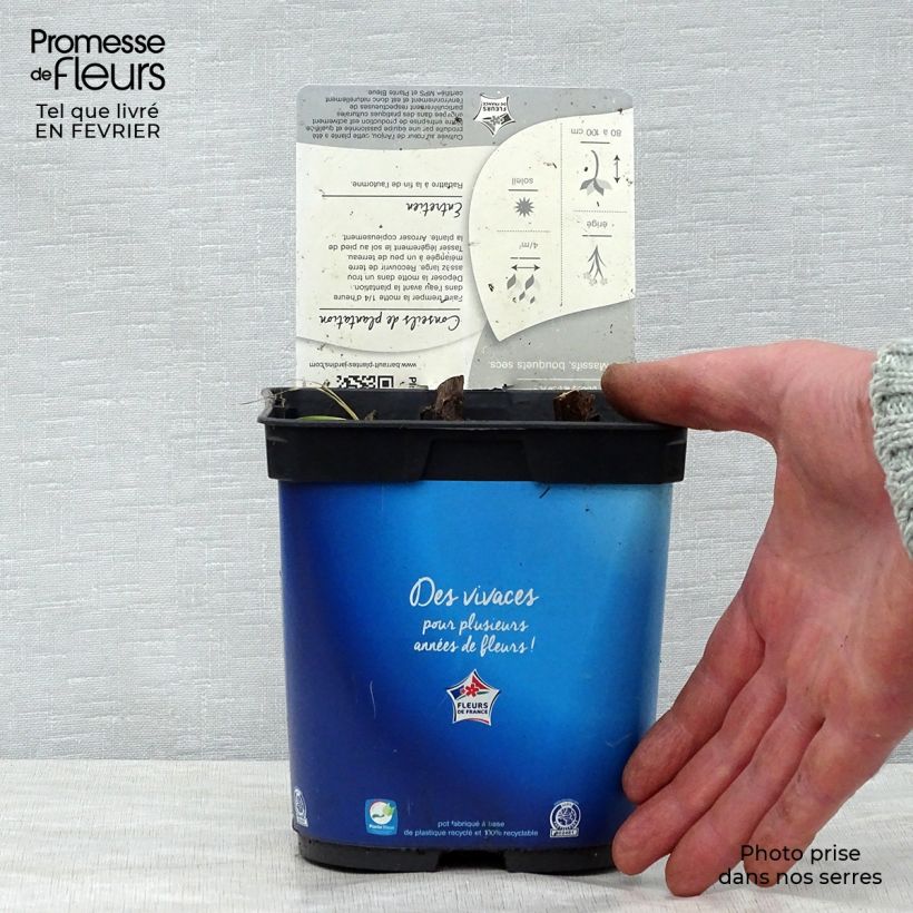 Spécimen de Eryngium planum Blue Hobbit Pot de 2L/3L tel que livré en hiver