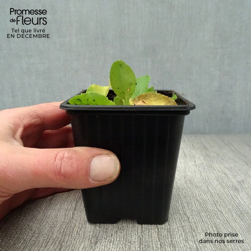 Spécimen de Eryngium planum Neptune's Gold - Panicaut Godet de 8/9 cm tel que livré en hiver