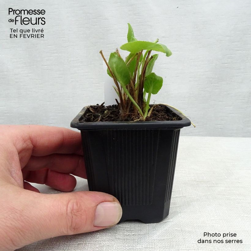 Spécimen de Eryngium planum - Panicaut Godet de 7/8 cm tel que livré en hiver