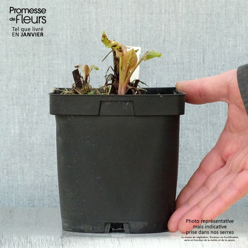 Spécimen de Eryngium planum - Panicaut Pot de 2L/3L tel que livré en hiver