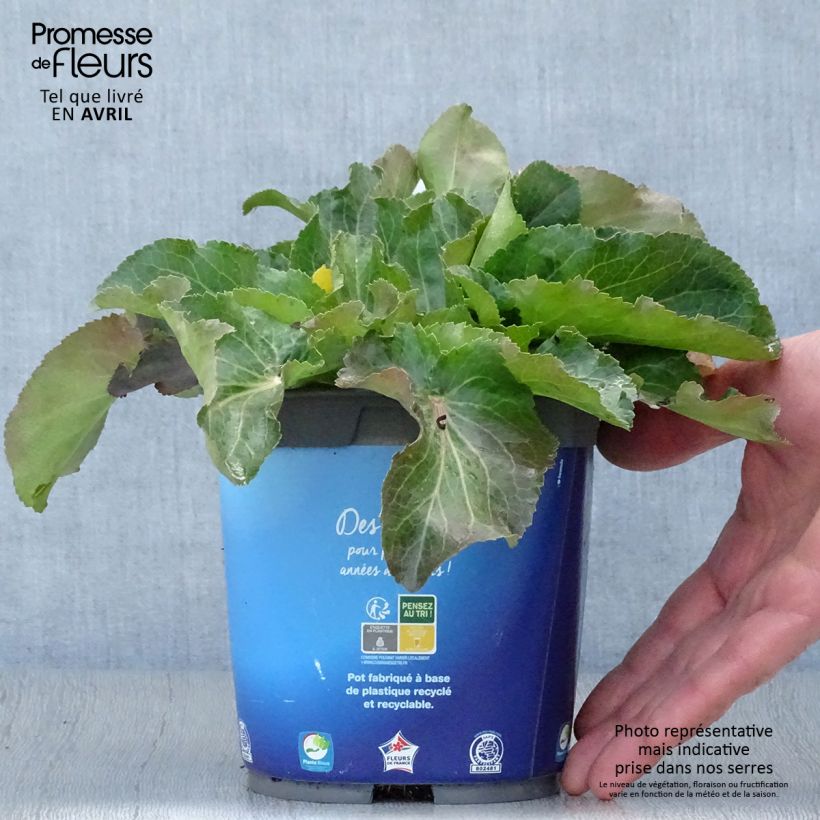 Spécimen de Eryngium planum - Panicaut Pot de 2L/3L tel que livré au printemps