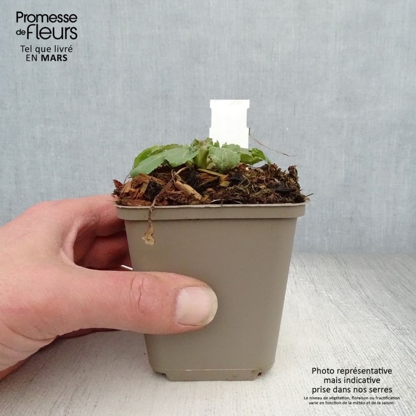 Spécimen de Eryngium tripartitum Godet de 8/9 cm tel que livré au printemps