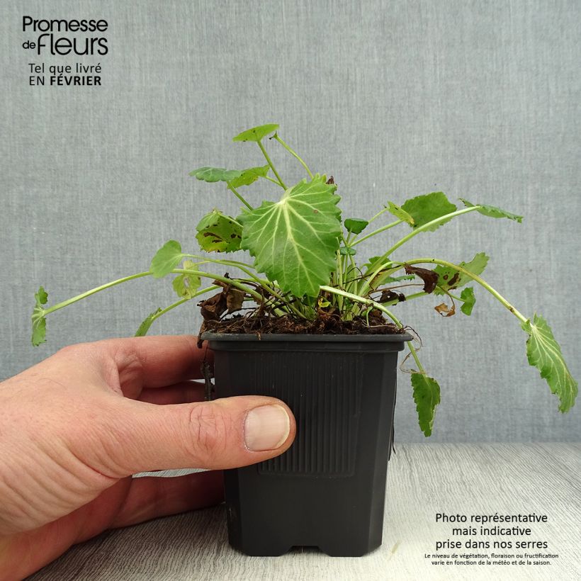 Spécimen de Eryngium variifolium - Panicaut panaché Godet de 8/9 cm tel que livré en hiver