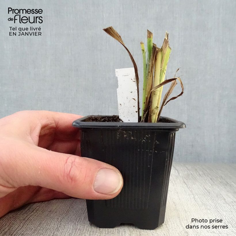 Spécimen de Eryngium yuccifolium -  Panicaut Godet de 8/9 cm tel que livré en hiver