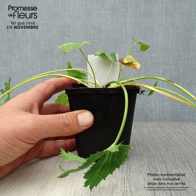 Spécimen de Eryngium zabelii Big Blue - Panicaut Godet de 8/9 cm tel que livré en automne