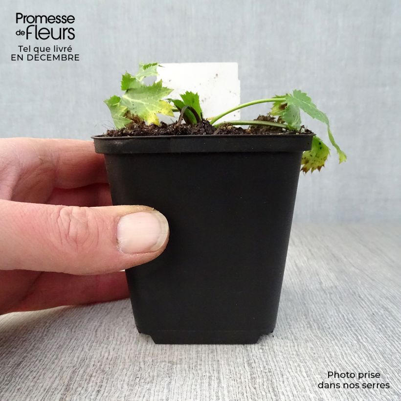 Spécimen de Eryngium zabelii Big Blue - Panicaut Godet de 8/9 cm tel que livré en hiver