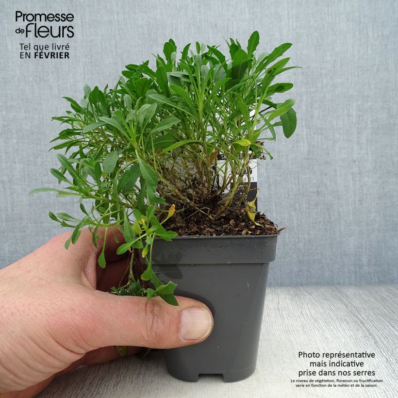 Spécimen de Erysimum Jubilee Gold - Fausse giroflée Godet de 8/9 cm tel que livré en hiver