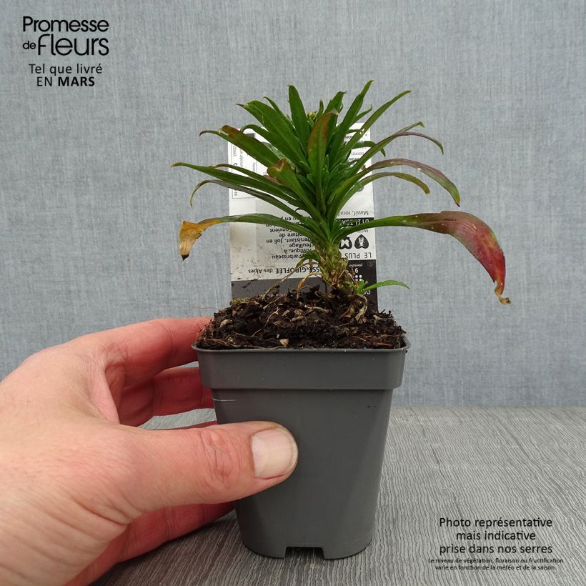 Spécimen de Erysimum alpinum - Fausse giroflée des Alpes Godet de 8/9 cm tel que livré en hiver