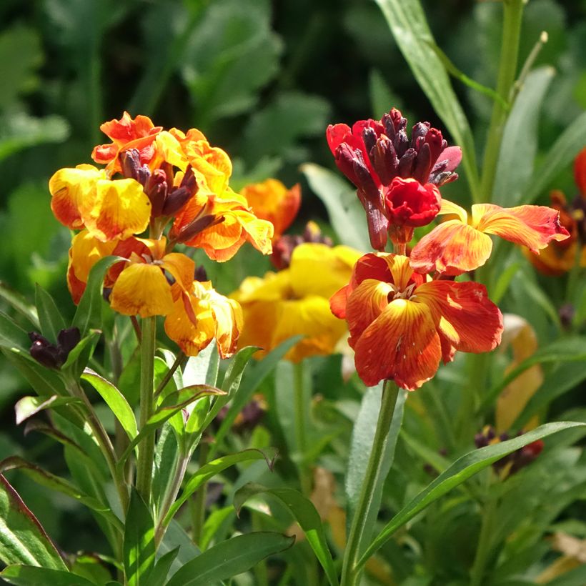 Graines de Giroflée ravenelle Fair Lady Mix - Erysimum ou Cheiranthus cheirii (Floraison)