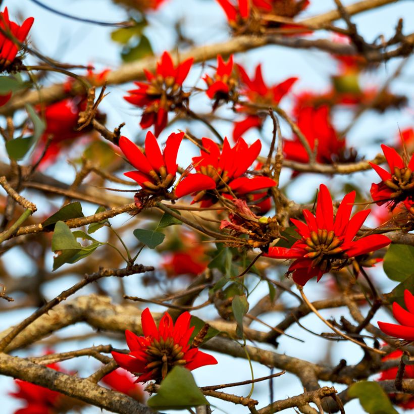 Erythrina caffra - Arbre corail (Floraison)