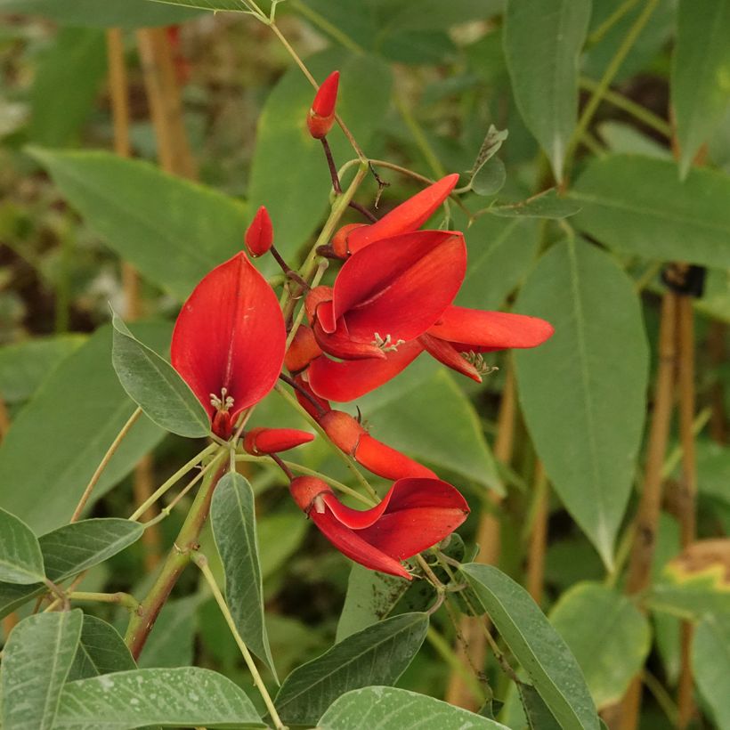 Erythrina crista-gallii Compacta - Erythrina crista-gallii Compacta (Floraison)