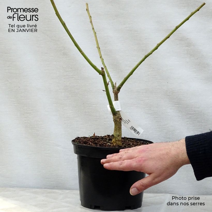 Spécimen de Erythrina crista-gallii Compacta - Erythrina crista-gallii Compacta Pot de 2L/3L tel que livré en hiver