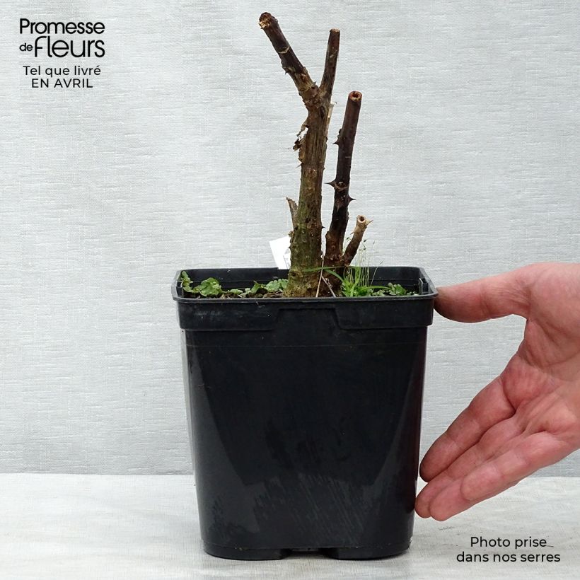 Spécimen de Erythrina crista-gallii Compacta - Erythrina crista-gallii Compacta Pot de 2L/3L tel que livré au printemps