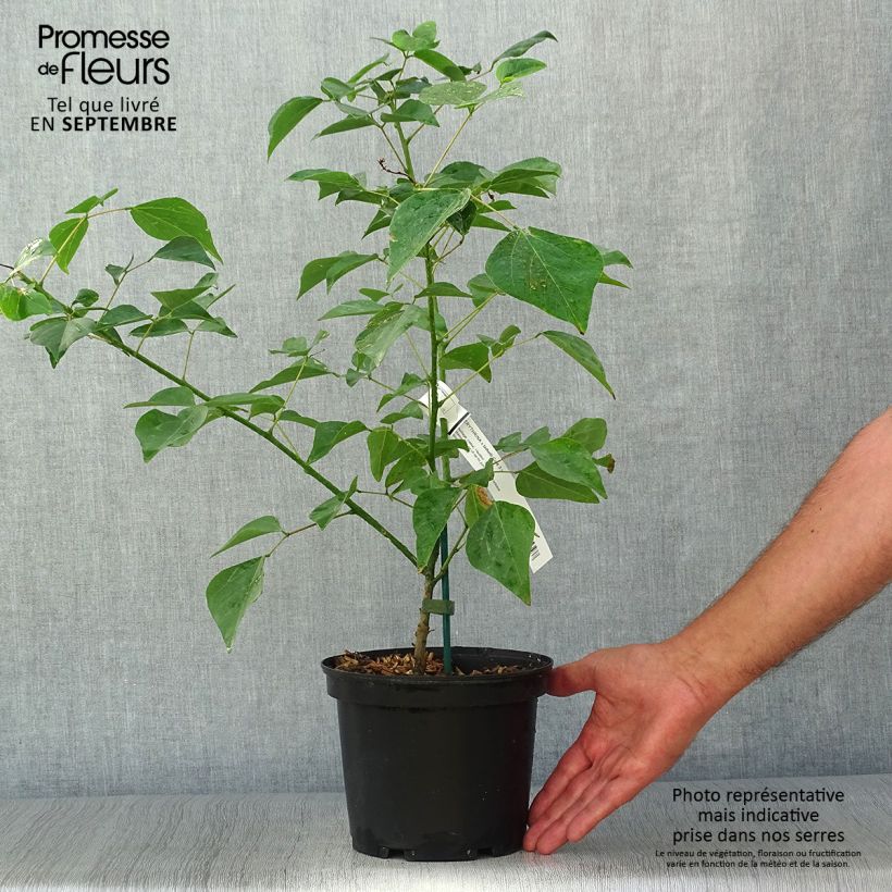 Spécimen de Erythrina x bidwillii - Arbre corail Pot de 2L/3L tel que livré en automne