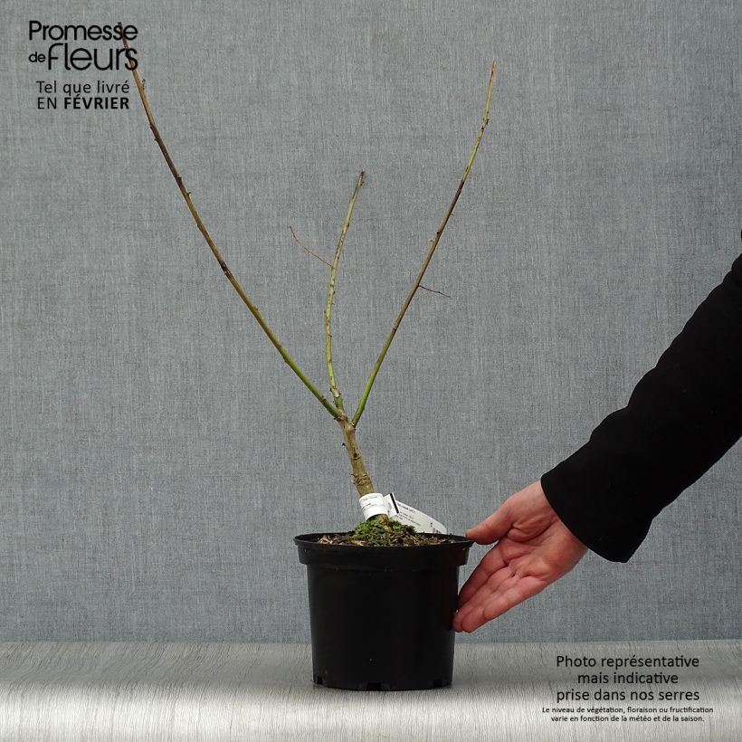 Spécimen de Erythrina x bidwillii - Arbre corail Pot de 2L/3L tel que livré en hiver