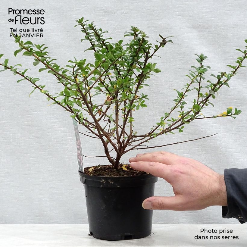 Spécimen de Escallonia Apple Blossom Pot de 2L/3L tel que livré en hiver