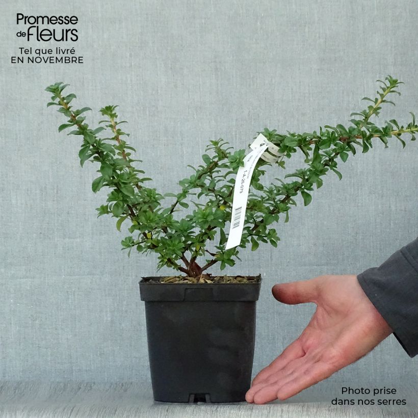 Spécimen de Escallonia Apple Blossom Pot de 2L/3L tel que livré en automne