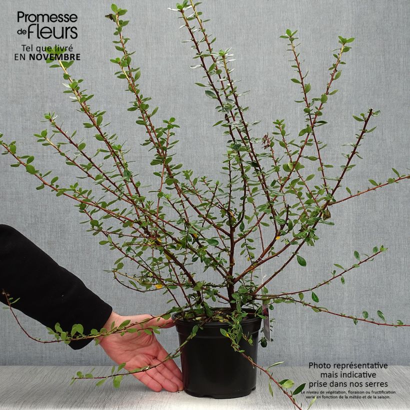 Spécimen de Escallonia C.F. Ball Pot de 2L/3L tel que livré en automne