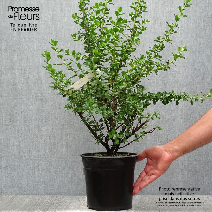 Spécimen de Escallonia Donard Radiance Pot de 3L/4L tel que livré en automne