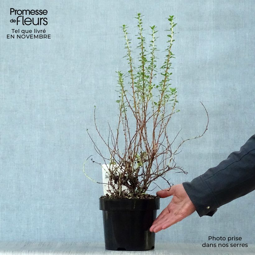 Spécimen de Escallonia Donard Seedling  Pot de 1L/1,5L tel que livré en automne