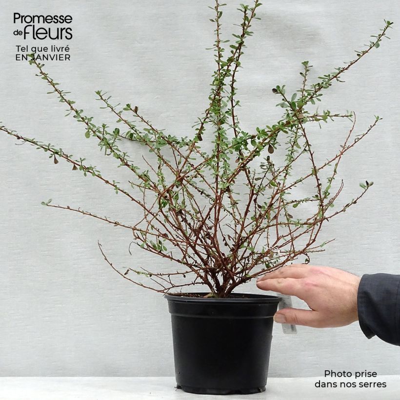 Spécimen de Escallonia Donard Seedling  Pot de 1L/1,5L tel que livré en hiver