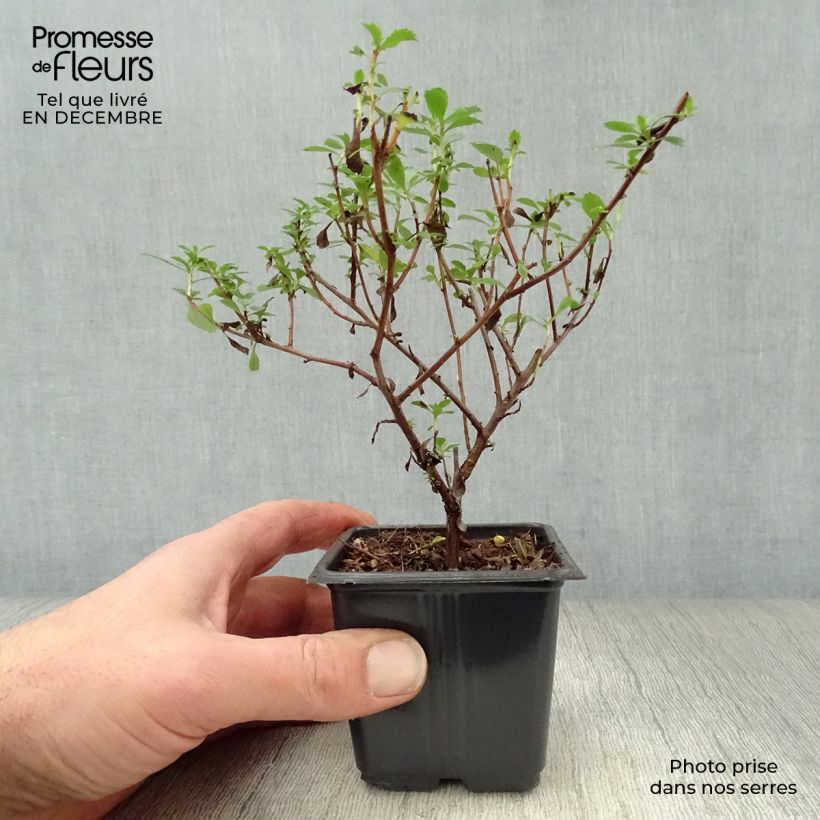 Spécimen de Escallonia Donard Seedling  Godet de 8/9 cm tel que livré en hiver