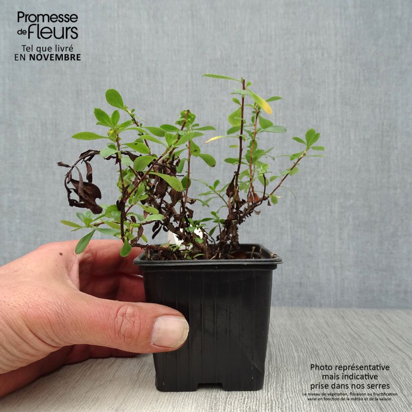 Spécimen de Escallonia Donard Seedling  Godet de 8/9 cm tel que livré en automne