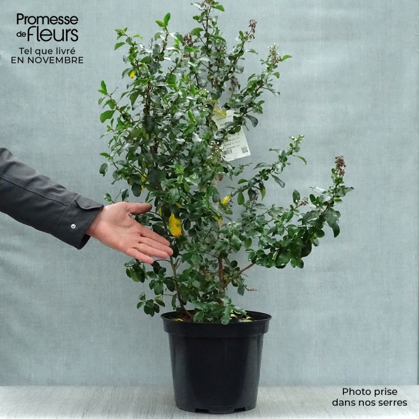 Spécimen de Escallonia Iveyi Pot de 7,5L/10L tel que livré en automne