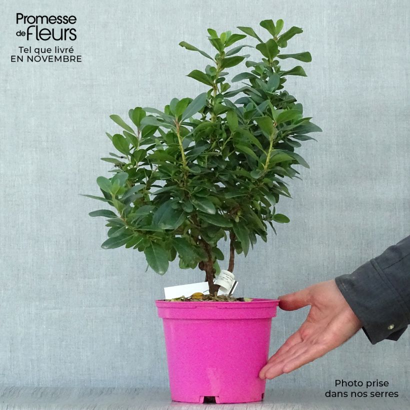 Spécimen de Escallonia Pink Elle Pot de 2L/3L tel que livré en automne