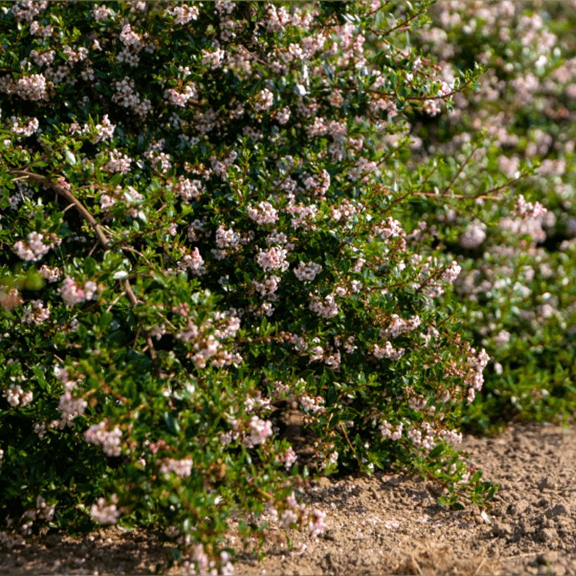 Escallonia Pinky Carpet (Port)