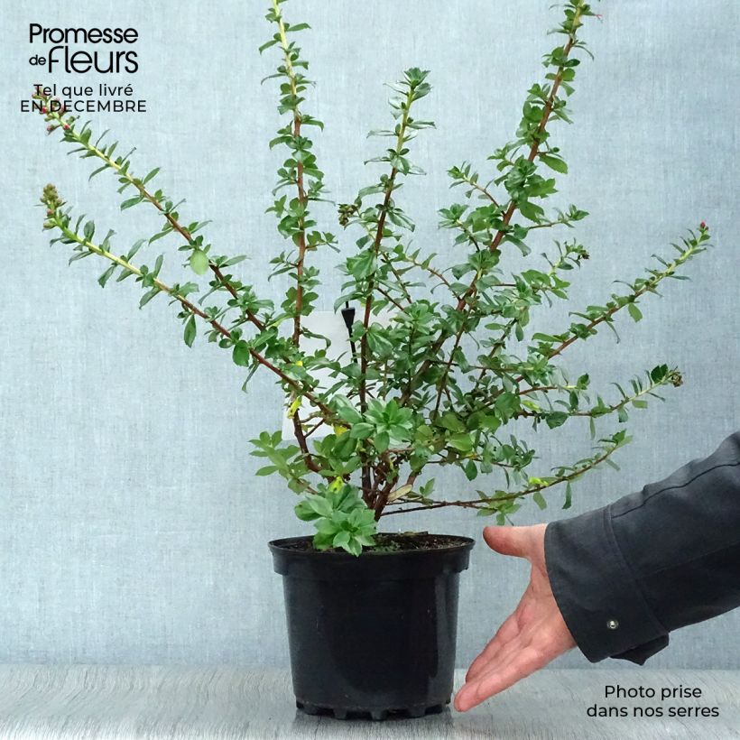 Spécimen de Escallonia Pride of Donard Pot de 2L/3L tel que livré en hiver