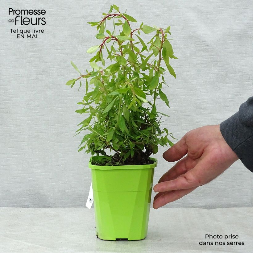 Spécimen de Escallonia hybride Golden Carpet Pot de 1L/1,5L tel que livré au printemps