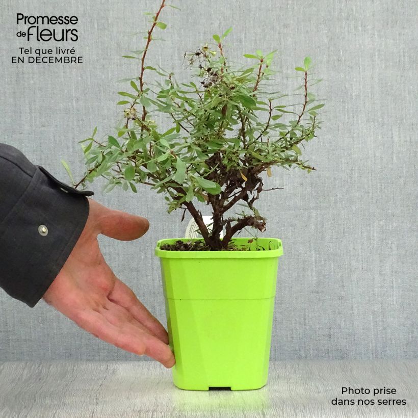 Spécimen de Escallonia hybride Golden Carpet Pot de 1L/1,5L tel que livré en hiver