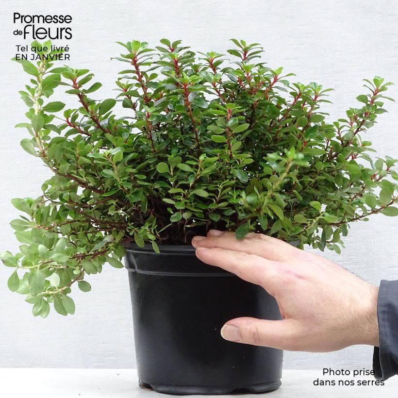 Spécimen de Escallonia hybride Red Dream Pot de 2L/3L tel que livré en hiver