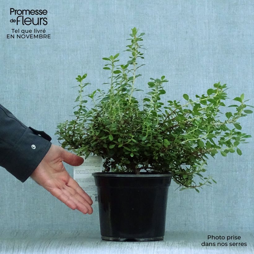 Spécimen de Escallonia hybride Red Dream Pot de 2L/3L tel que livré en automne