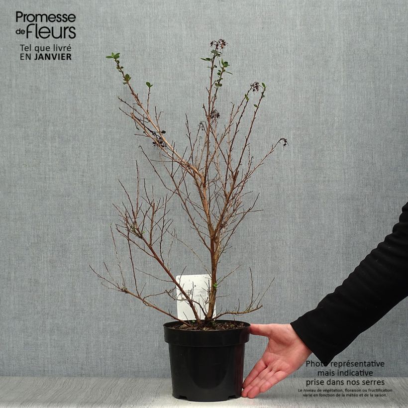 Spécimen de Escallonia rubra macrantha Pot de 3L/4L tel que livré en hiver
