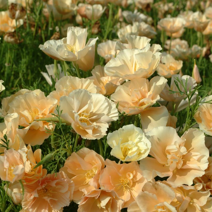 Graines de Pavot de Californie Pink Champagne- Eschscholzia californica (Floraison)