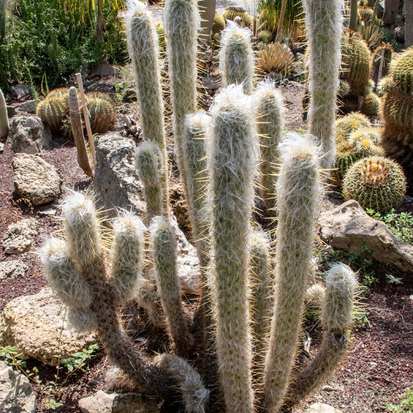 Espostoa lanata - Cactus cierge (Port)