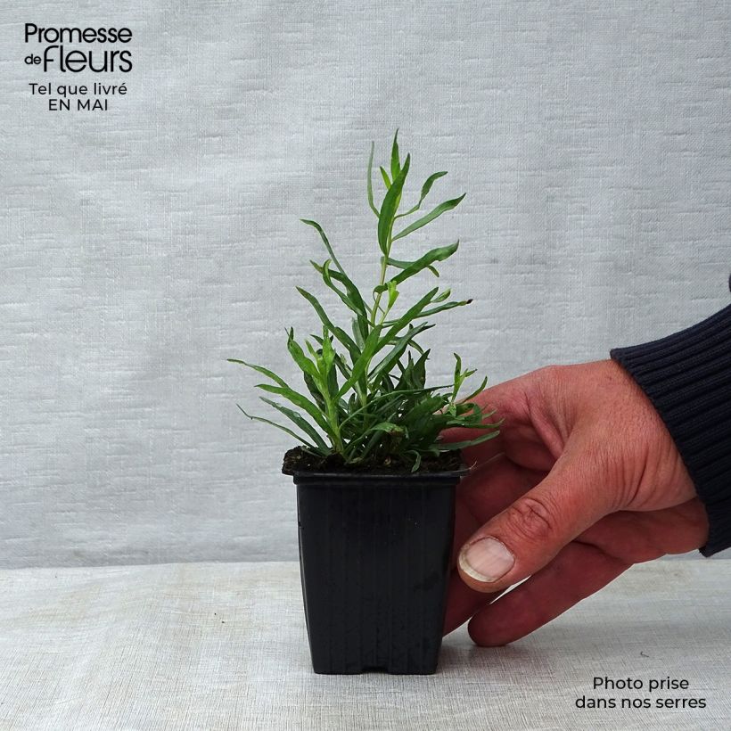 Spécimen de Estragon vrai - Artemisia dracunculus Godet de 7/8 cm tel que livré au printemps