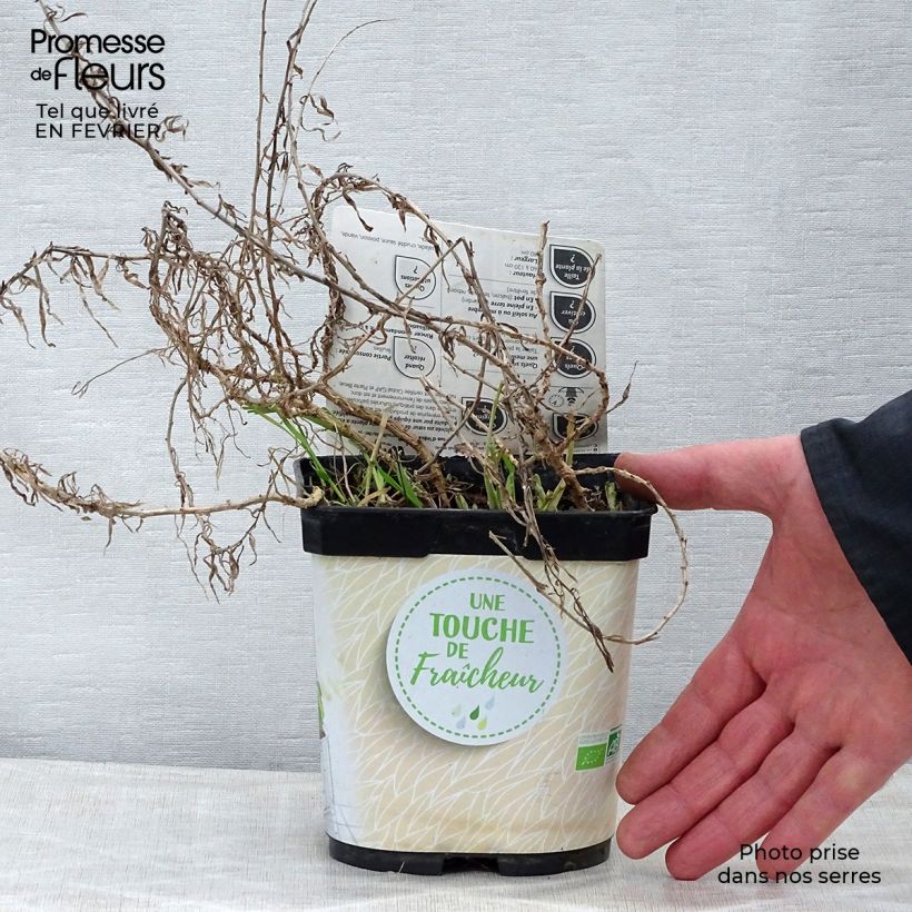 Spécimen de Estragon vrai en plant BIO Pot de 1L/1,5L tel que livré en hiver
