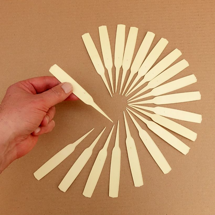 Exemple de spécimen de Etiquette étroite à planter ivoire Boîte Dimensions : 14 x 1,8 cm tel que livré