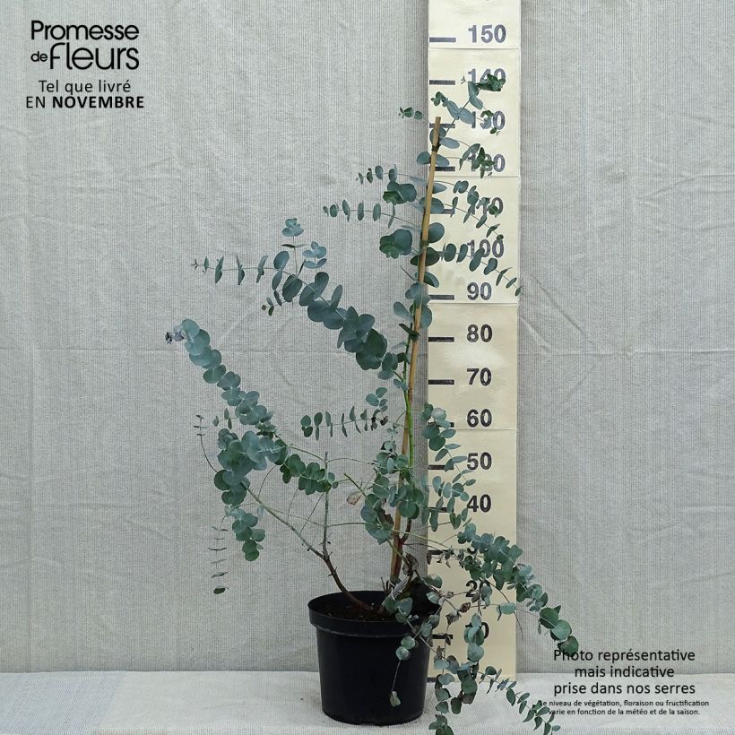 Spécimen de Eucalyptus cinerea Silver Dollar - Gommier cendré Pot de 2L/3L tel que livré en automne