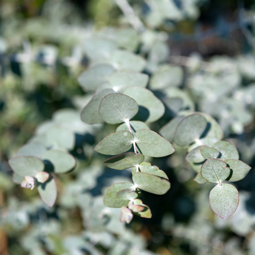 Eucalyptus cinerea Silver Dollar (Folhagem)