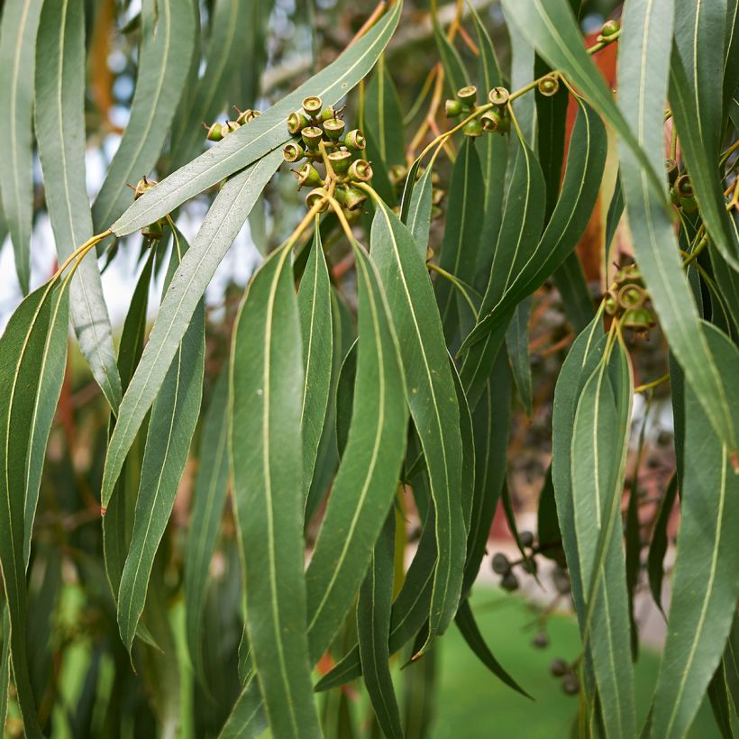 Eucalyptus dalrympleana - Gommier blanc des montagnes (Feuillage)