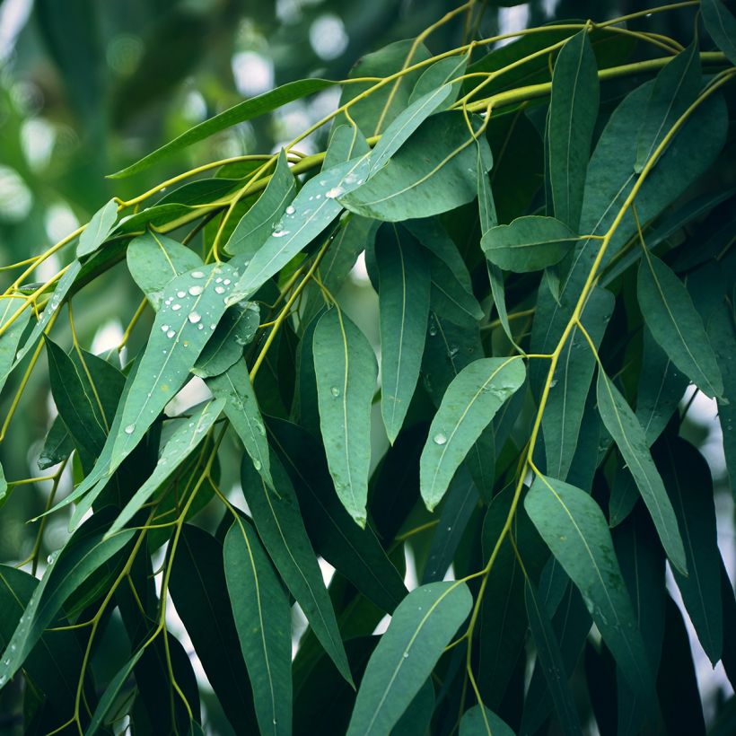 Eucalyptus globulus - Eucalyptus commun ou Gommier bleu (Feuillage)