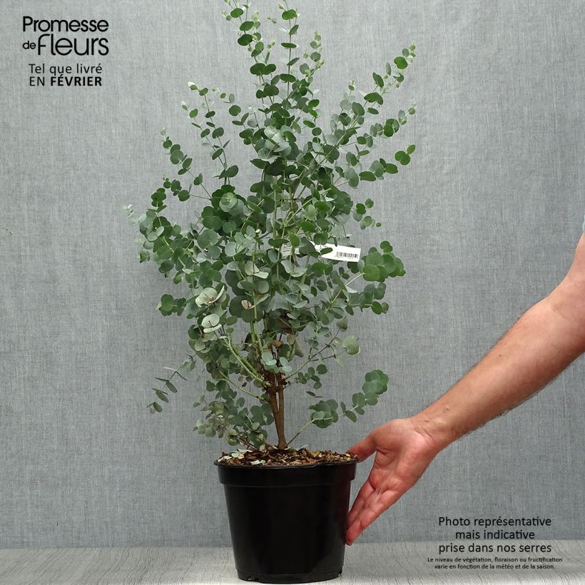 Spécimen de Eucalyptus gunnii Azura - Gommier cidre Pot de 3L/4L tel que livré en automne