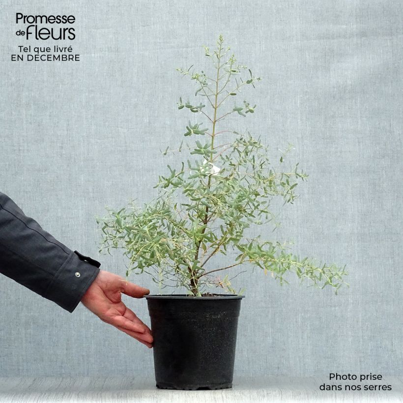 Spécimen de Eucalyptus gunnii France Bleu Rengun - Gommier cidre Pot de 3L/4L tel que livré en hiver
